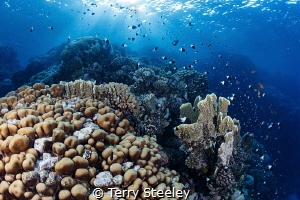 The joy of the reef. by Terry Steeley 